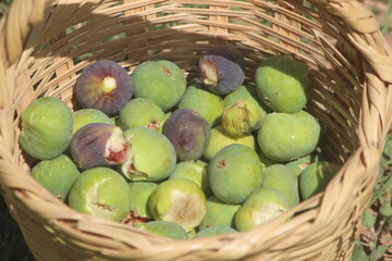 Fresh figs in a basket