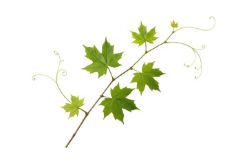 Fototapeta premium Detailed vine branch with brown-green stem, vibrant green maple leaves, and delicate tendrils, on a transparent background with soft, shadowless studio lighting, product photography style, concept of