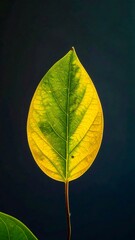Single vibrant yellow green leaf