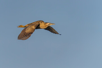 Eurasian Bittern (Botaurus stellaris) in flight. 
Gelderland in the Netherlands.       