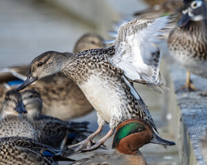 Ducks interact and feed along the water's edge in a lively gathering during early morning light