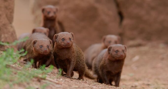 Wide of group of Dwarf Mongoose (Helogale parvula) standing and running off on rock slope during daytime in Kenya