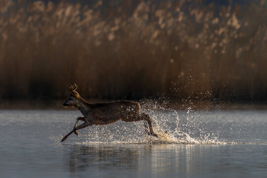 Roe deer (Capreolus capreolus) running through the water. Gelderland in the Netherlands.