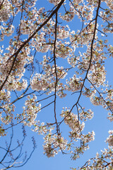 Weisse Kirschblüten auf Baumzweigen, Blauer Himmel
