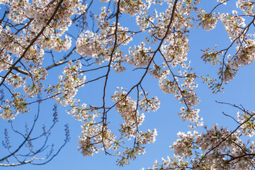 Weisse Kirschblüten auf Baumzweigen, Blauer Himmel