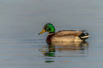 Beautiful Male Mallard duck (Anas platyrhynchos) swimming on lake surface in the Netherlands.                  