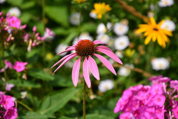 pink flower in the garden echinacea