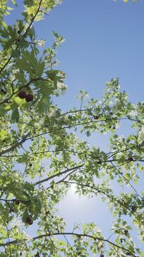 Vertical footage, Flying downward from crown, between branches of flowering Hawthorn (Crataegus), against blue sky on sunny day, Backlit by sunlight, with sun glare in lens, Bottom-up view.