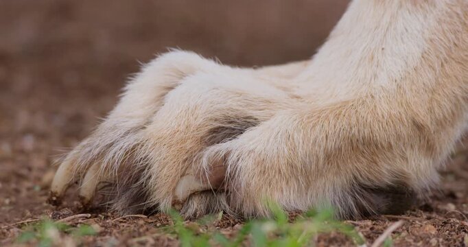Extreme close up of Cheetah's (Acinonyx jubatus) foot on red soil in Kenya