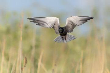Obraz premium The black tern (Chlidonias niger) in flight. Gelderland in the Netherlands. 