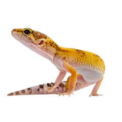   Leopard gecko climbing on a transparent background, showcasing its unique spotted pattern and agile movements 