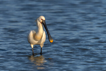 Beautiful Eurasian Spoonbill or common spoonbill (Platalea leucorodia) walking in shallow water hunting for food. Gelderland in the Netherlands.              