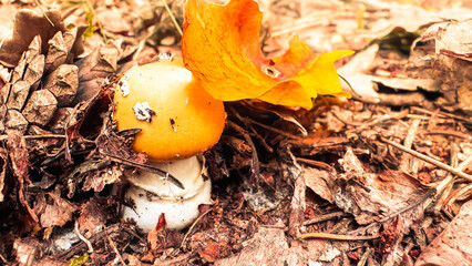 The mushroom grew in the autumn forest bathed in sunlight