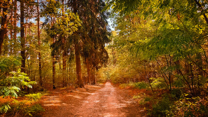 Autumn landscape in beautiful forest with colorful trees. colorful leaves of fall in nature. autumn...
