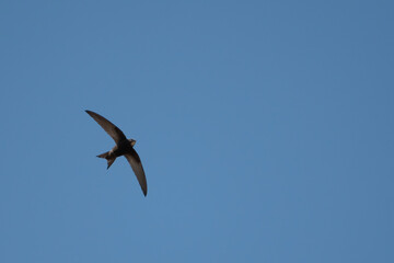 Oiseau en vol - Martinet Noir (Apus apus)