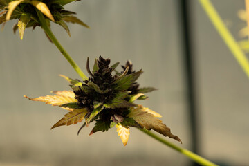 cannabis terpene pflanze droge