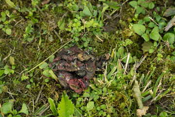 wiese scheiße hund haufen