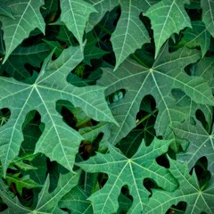 Fresh green papaya leaves create a calming visual texture , A vibrant collection of papaya leaves intertwined in a leafy and abstract background