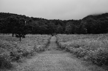 ROAD
