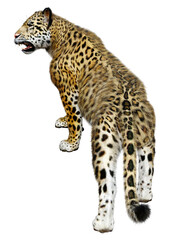 3D Rendering Big Cat Jaguar on White