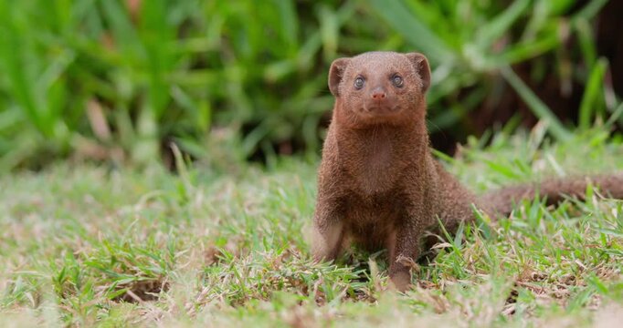 Wide of Dwarf Mongoose (Helogale parvula) sitting alert and looking about on green grass during daytime in Kenya