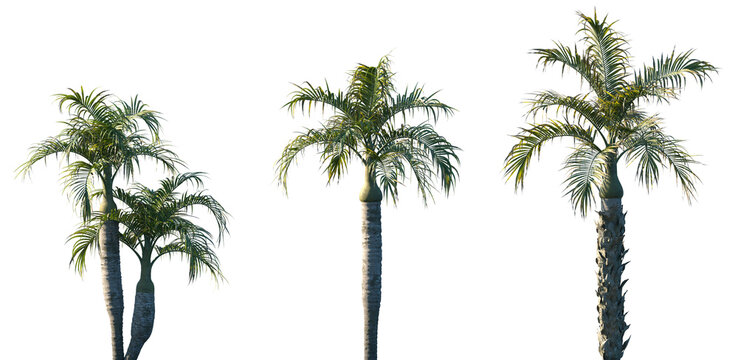 Set of Hyophorbe verschaffeltii (the palmiste marron or spindle palm) frontal isolated png on a transparent background perfectly cutout