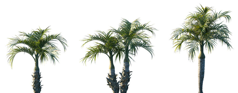 Set of Hyophorbe verschaffeltii (the palmiste marron or spindle palm) frontal isolated png on a transparent background perfectly cutout