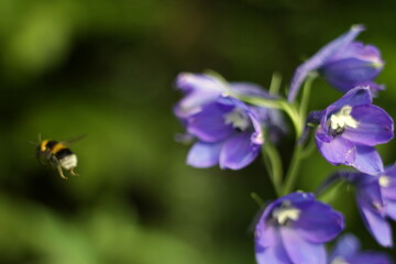a bumblebee leaves after pollinating a purple flower