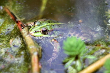 frog in the pond