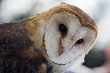 Western barn owl (tyto alba)