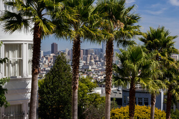 Fototapeta premium Palm trees in San Francisco, California