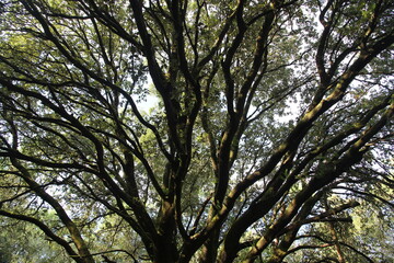 beautiful and majestic tree