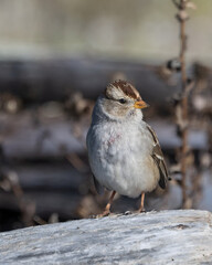 Brown-crowned sparrow perches on a log in a serene natural setting on a clear day