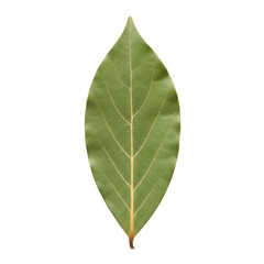 Dried bay leaf herb and spice for cooking