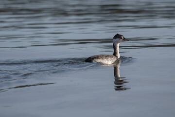 Diving bird gracefully swims across tranquil waters in a serene natural environment