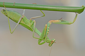 Green Praying Mantis Hanging from a Stem
A detailed macro shot of a green praying mantis hanging...