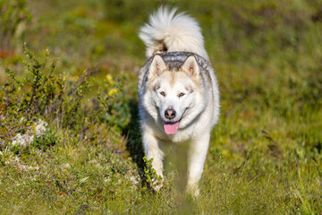 alaskan malamute dog