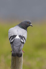 Pigeon on a pole