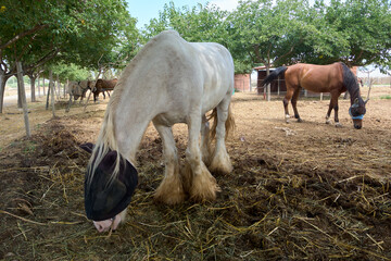 A majestic white Shire horse, wearing a fly mask, bends down to eat hay. In the background, other...