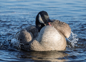 Canada goose splashes in calm water at dawn, displaying feathers and enjoying morning light