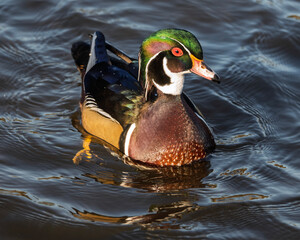 Wood duck gliding gracefully on a serene pond during golden hour in early spring
