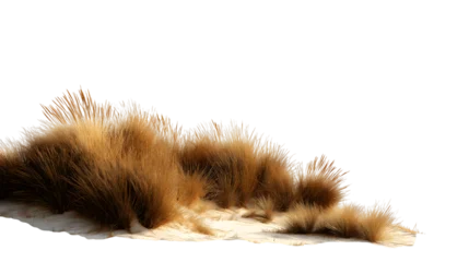 Fototapete Dünengras Dried grass isolated on white background  © Iana