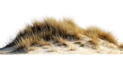 dune with brown grass isolated on white background
