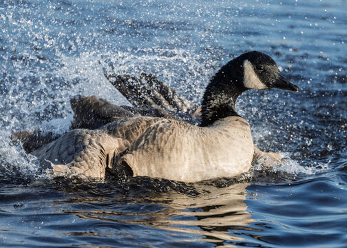 Canada goose splashes in the blue water on a sunny day in the park during early morning hours