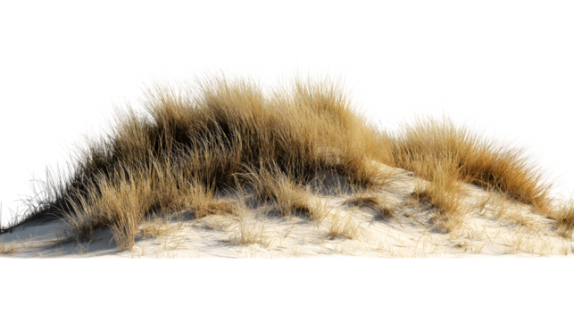 dune with brown grass isolated on white background