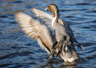 Beautiful duck spreading wings on the water in a tranquil natural setting during golden hour lighting