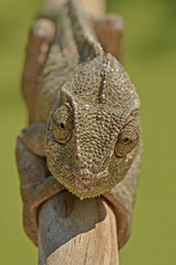 Curious Chameleon on Branch. Macro shot of  green chameleon perched on a wooden stick, looking directly at the camera with its large, textured eyes against a blurred, soft-focus background © IbrahimAlkan