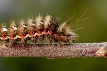 Hairy Caterpillar with Red Spots on a Stem. An extreme close-up of a hairy caterpillar with distinctive red spots, crawling along a plant stem with a soft-focus green background.