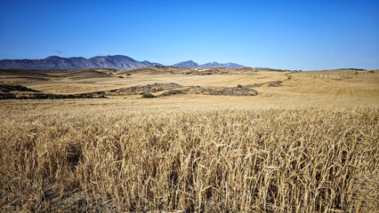 Golden Wheat Field in Rural Cyprus. A panoramic view of a golden wheat field in a rural area of Cyprus. A clear blue sky stretches over distant hills and mountains in the background.