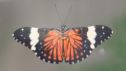 Roter Cracker - Red cracker